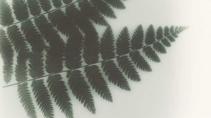 A dark green fern frond against a soft, pale background.