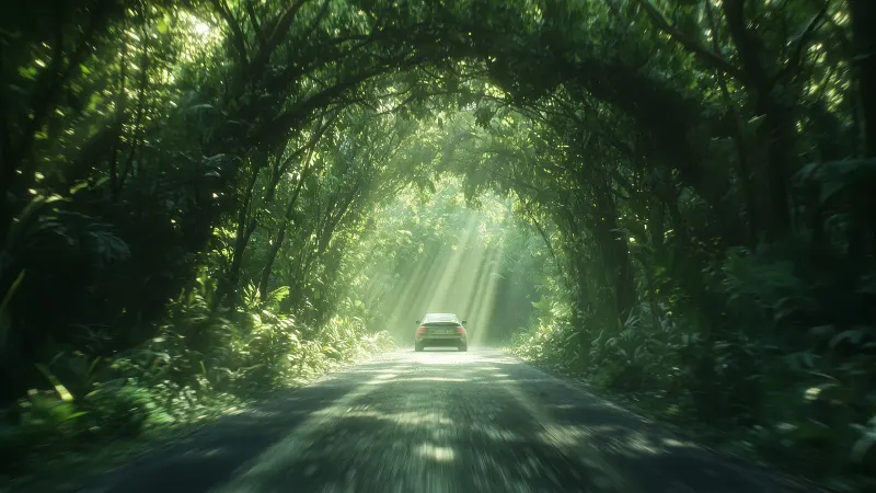 A car driving through a tunnel of forest trees, with sunlight streaming through.