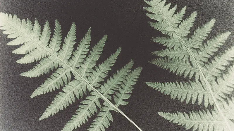 Two pale green fern leaves against a dark textured background.
