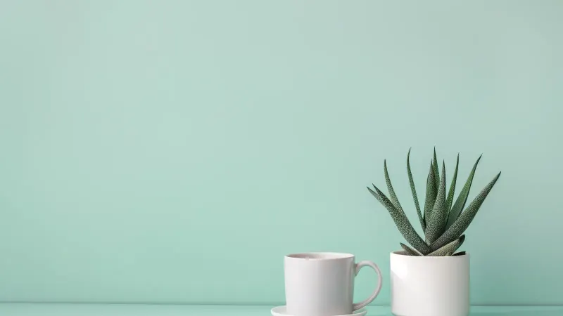 A white cup and a succulent in a white pot on a mint green ground.
