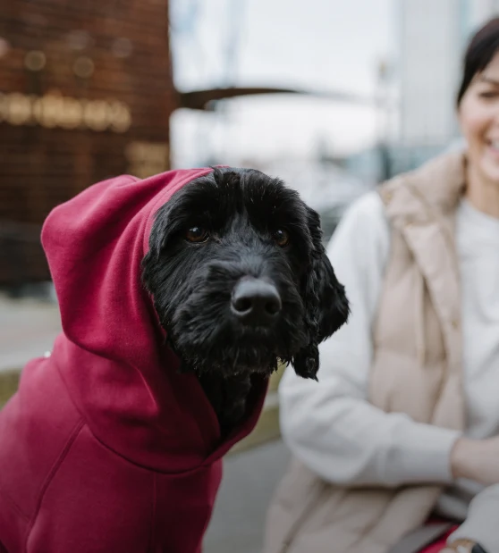 A black cocker spaniel in a burgundy Charlo hoodie beside a smiling woman