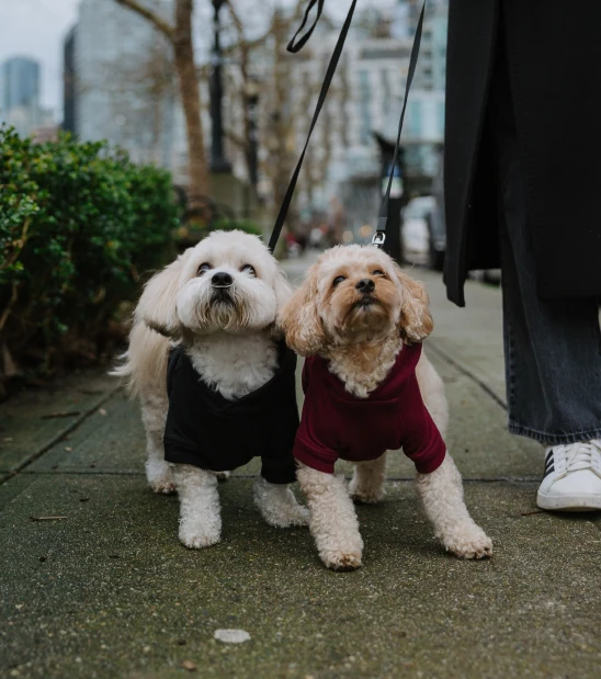 Two small dogs in black and burgundy Charlo hoodies, on leads on a city sidewalk