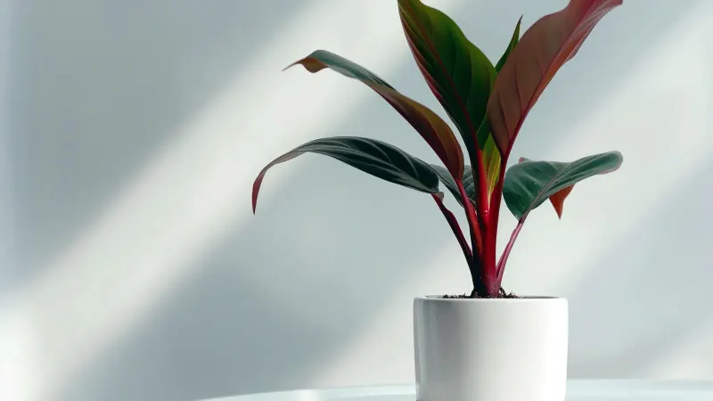 A potted plant on a white pedestal in raking light.