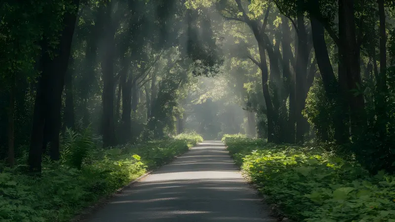 A forest path with sunlight streaming through dense trees.
