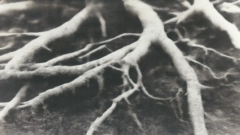 A black-and-white close-up of gnarled tree roots.