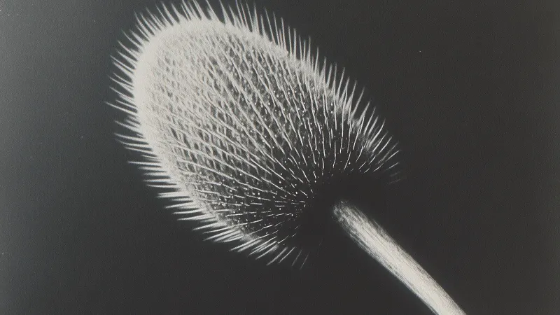 A black-and-white close-up of a spiky thistle head against a dark background.