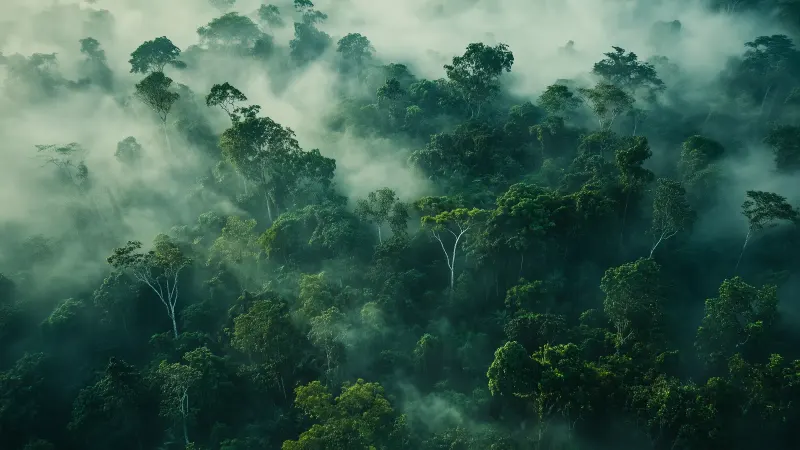 An aerial view of a misty rainforest stretching to the horizon.