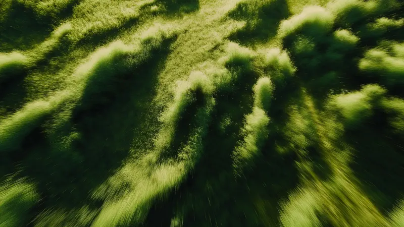 An aerial view of green grass swaying in sunlight, blurred by motion.